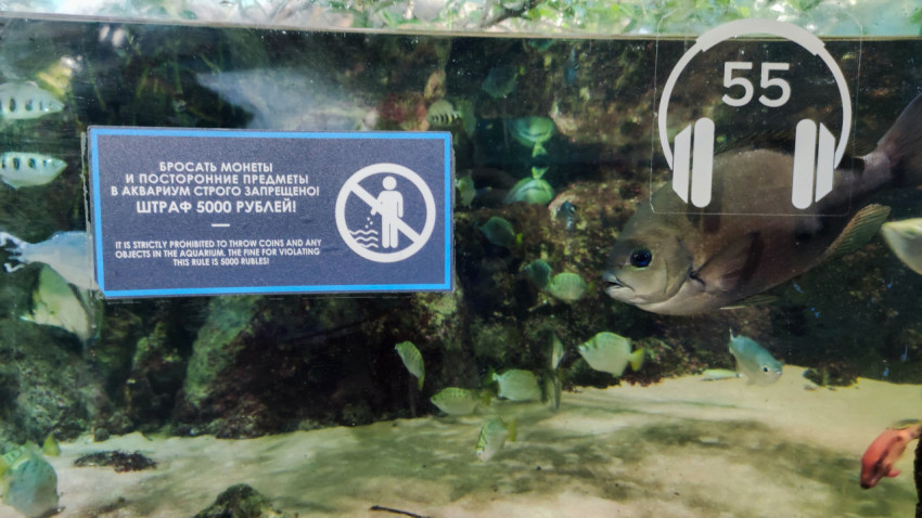 Предупреждающая табличка о запрете бросать предметы в аквариум в Москвариуме
