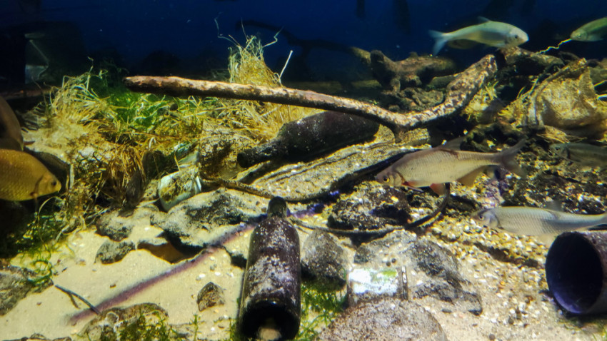 Аквариум с рыбой среди донных декораций