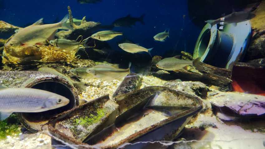 Пресноводный аквариум с рыбой и декоративными элементами в Москвариуме