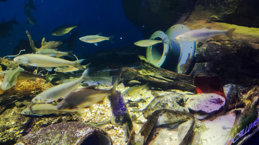 Пресноводные рыбы в тематическом аквариуме Москвариума