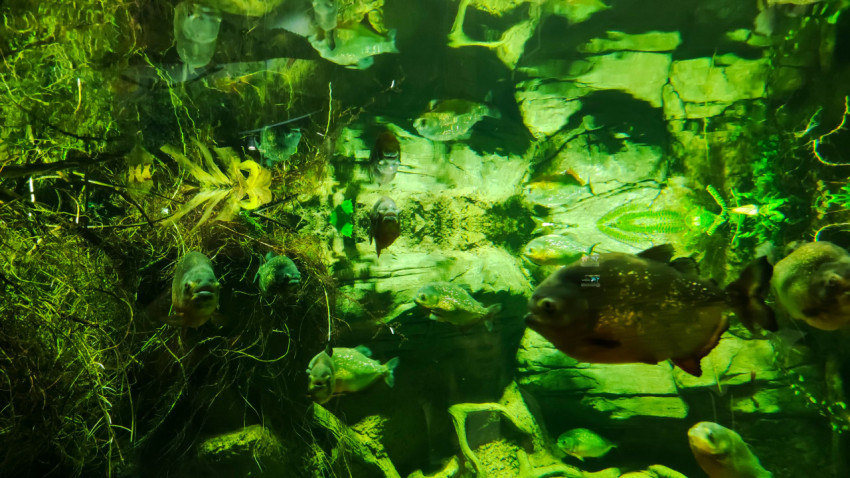 Аквариум с пресноводными рыбами в зелёной подсветке