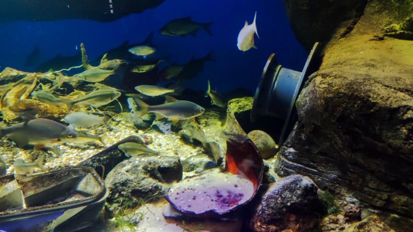 Стая пресноводных рыб в музейной экспозиции Москвариума