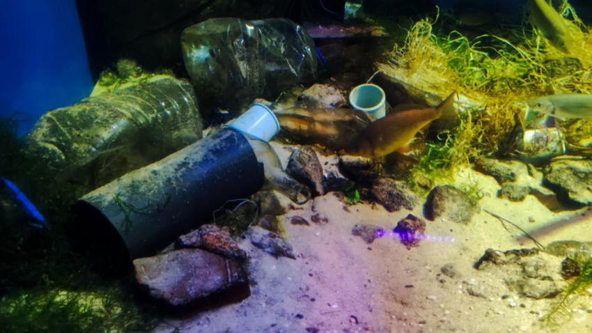 Аквариум с примерами загрязнения пресноводной среды в Москвариуме