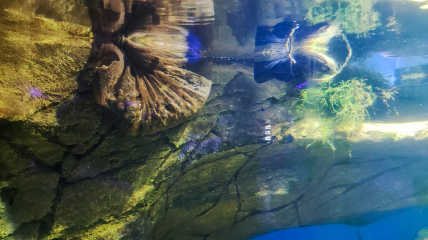 Подводная экспозиция Москвариума с донной флорой