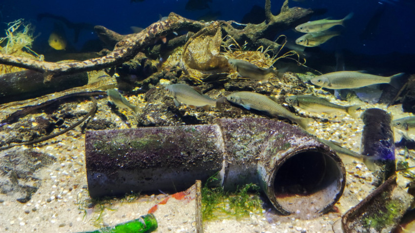 Рыбы у старой трубы в экспозиции Москвариума