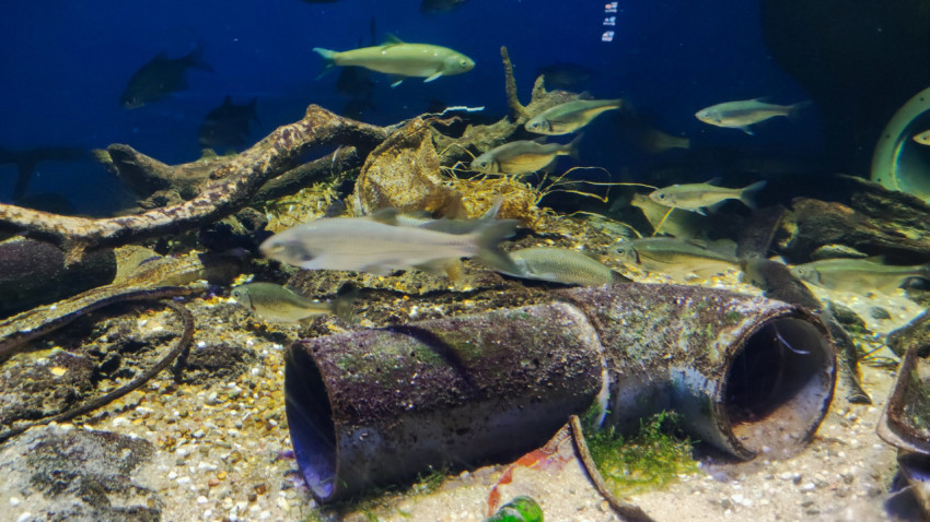 Стая рыб возле подводных декораций в Москвариуме