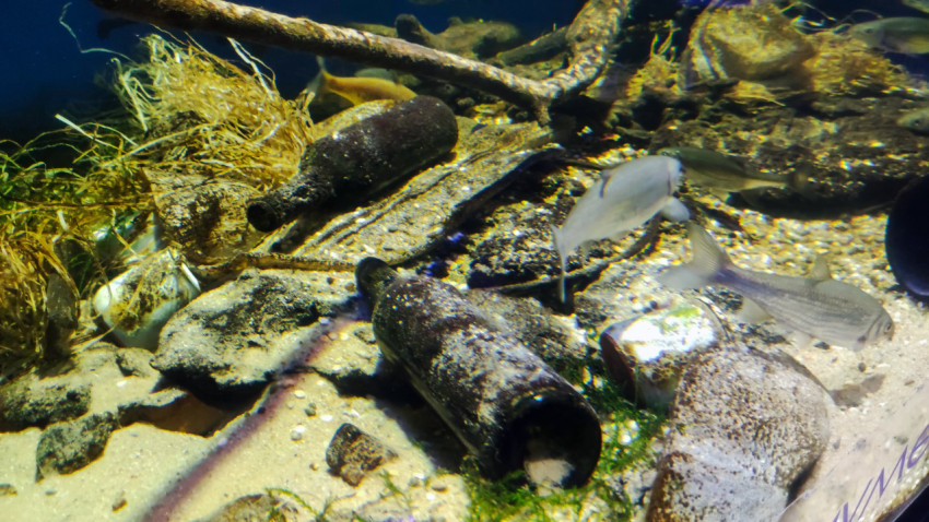 Рыбы и стеклянные бутылки в экспозиции Москвариума