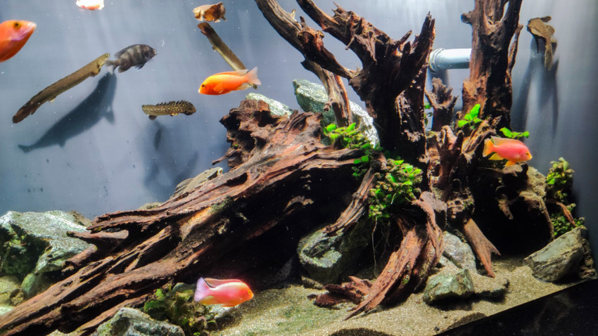 Аквариум с корягами и рыбами в экспозиции Москвариума