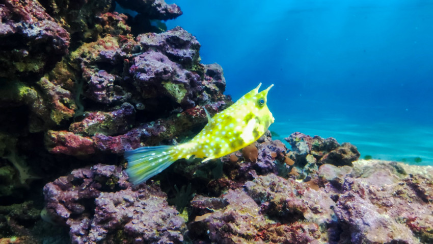 Рыба-рогатка в экспозиции Москвариума