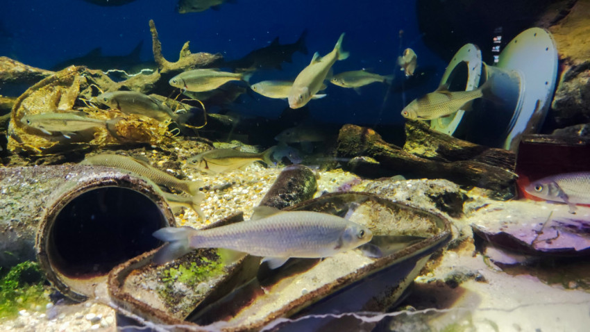 Стая пресноводных рыб в тематической экспозиции Москвариума