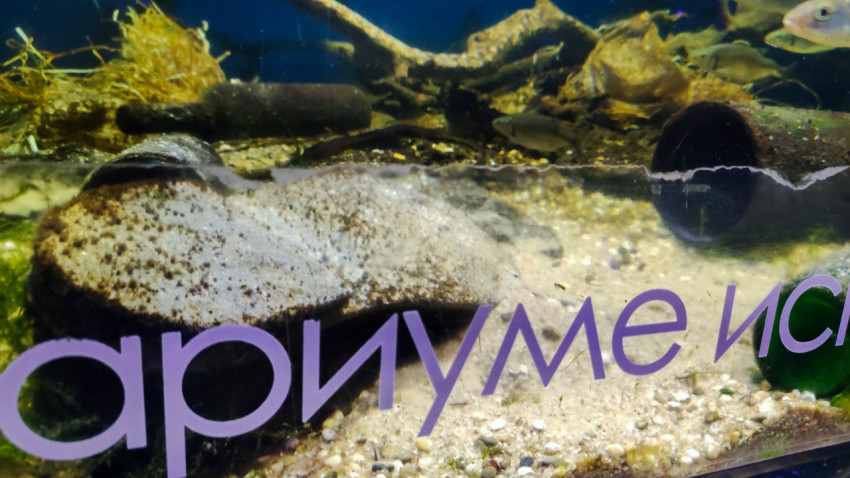 Фрагмент аквариума с надписью на стекле и элементами донного ландшафта