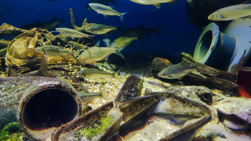 Аквариумная экспозиция с пресноводными рыбами и промышленными предметами