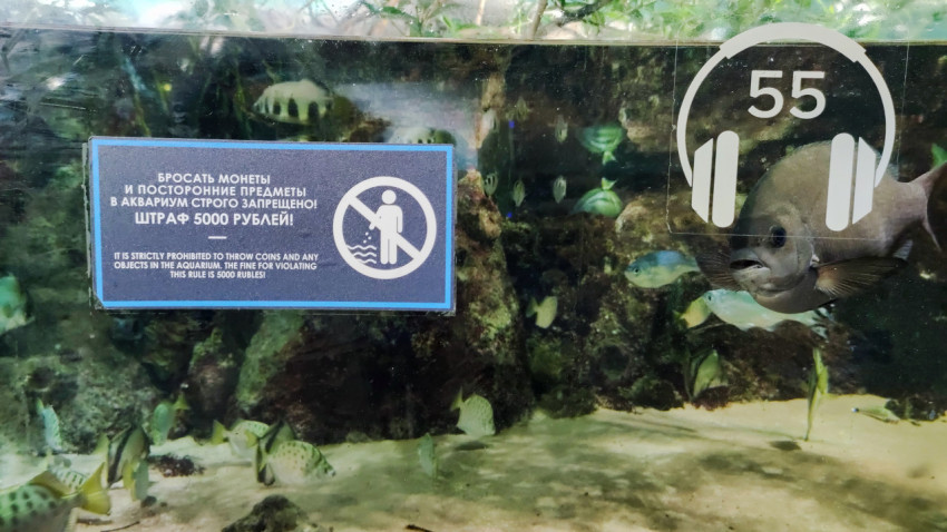 Аквариумная витрина Москвариума с пиктограммой аудиогида
