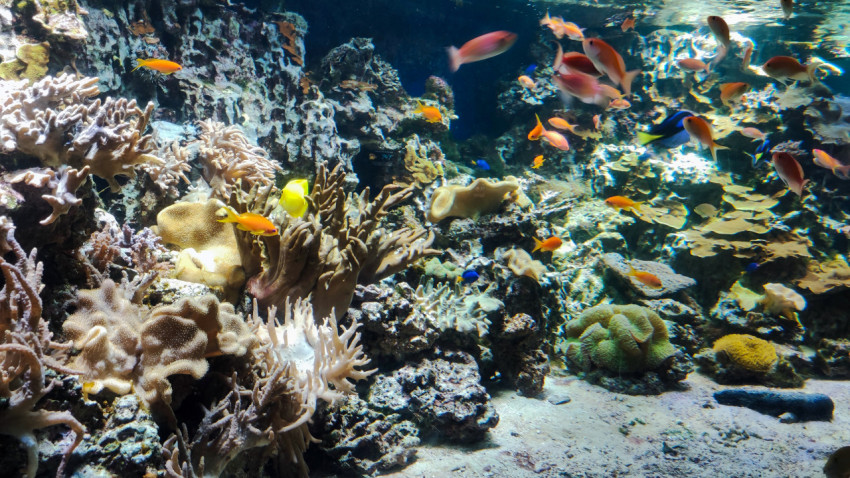 Коралловый рифовый аквариум с тропическими рыбами