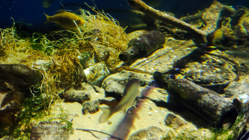 Пресноводная аквариумная экспозиция с донным декором