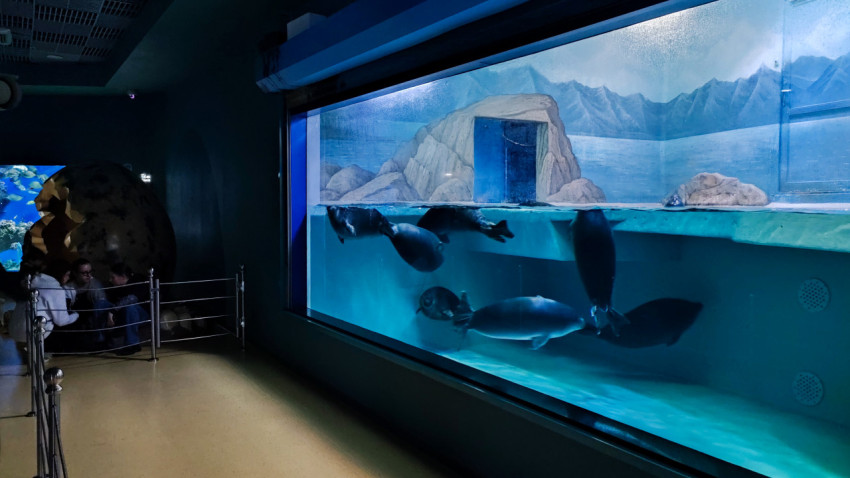 Экспозиция тюленей в Москвариуме