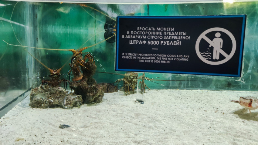 Аквариум с морскими ракообразными и предупреждающей табличкой
