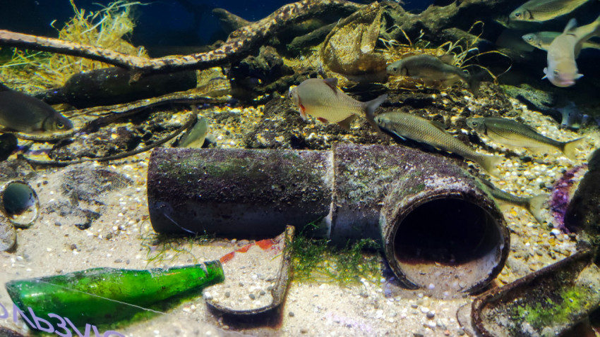 Аквариум с иллюстрацией загрязнения пресноводных экосистем