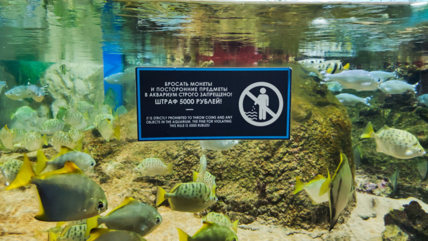 Аквариум с тропическими рыбами и предупреждающей табличкой в Москвариуме