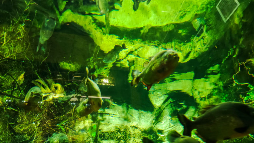 Аквариум Москвариума с тропическими рыбами