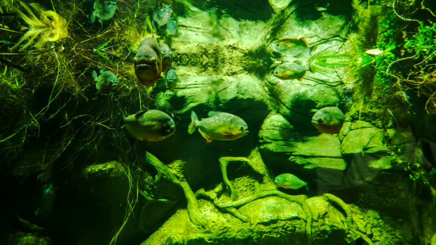 Аквариум Москвариума с пресноводной экспозицией