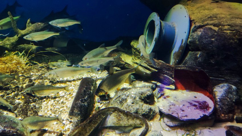 Аквариум с пресноводными рыбами в Москвариуме