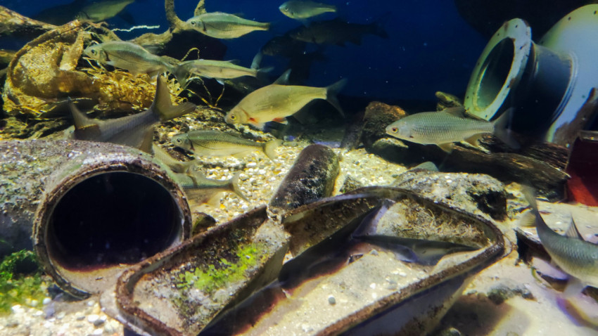 Пресноводные рыбы в экспозиции Москвариума