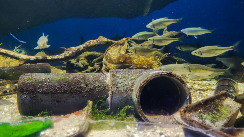 Экспозиция пресноводных рыб в Москвариуме