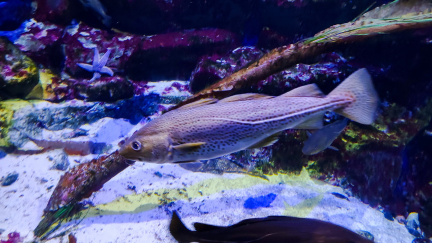 Морская рыба у декоративных рифов в аквариуме