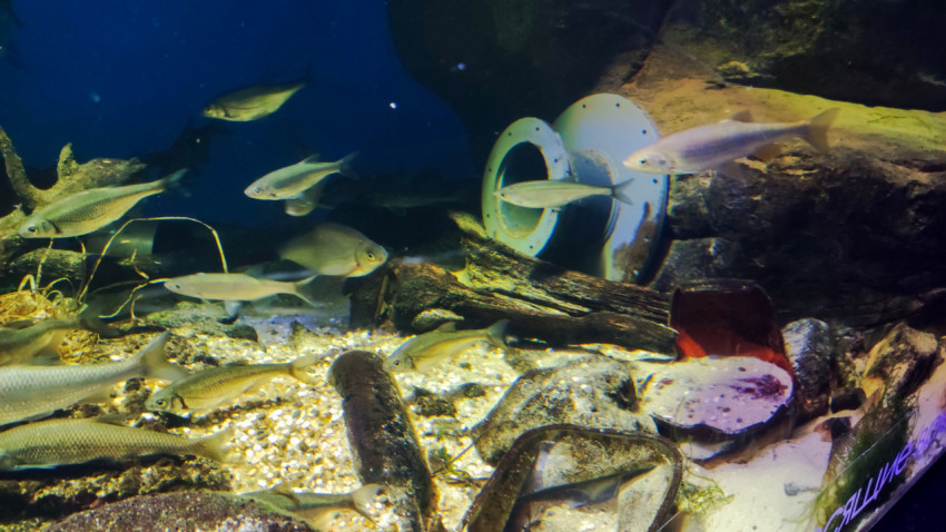 Стая рыб в пресноводной инсталляции с фрагментами труб