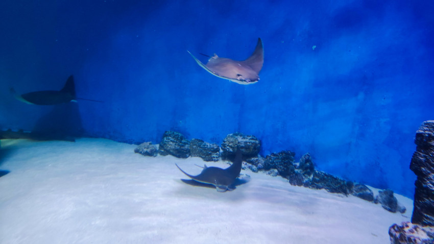Скат в просторном морском аквариуме