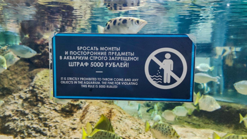 Предупреждающая табличка о запрете бросать предметы в аквариум