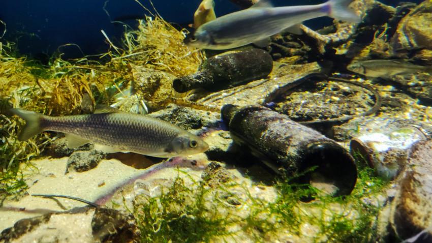 Рыба среди стеклянных бутылок и водорослей на дне аквариума