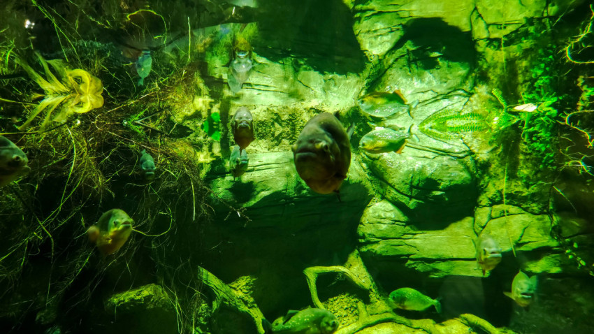 Рыбы в зелёно-подсвеченном аквариуме с корягами и растительностью