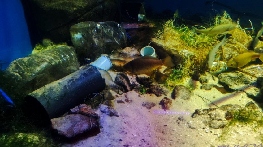 Рыбы среди пластиковых бутылок и контейнеров на аквариумном дне