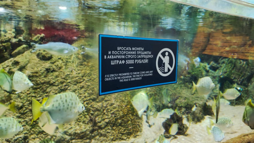 Предупреждающая табличка у стекла аквариума с тропическими рыбами