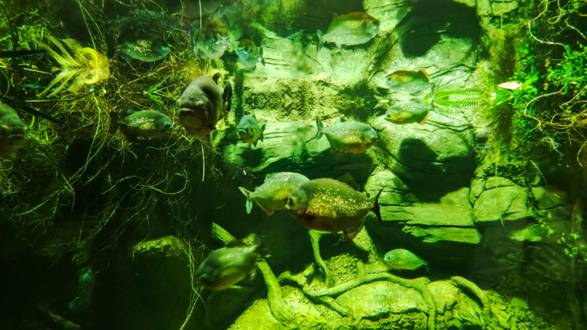 Пресноводные рыбы в зелёной подсветке на фоне коряг и камней