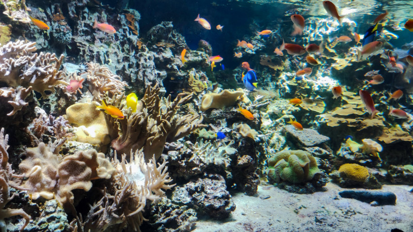Тропические рыбы среди кораллов и рифов в морском аквариуме