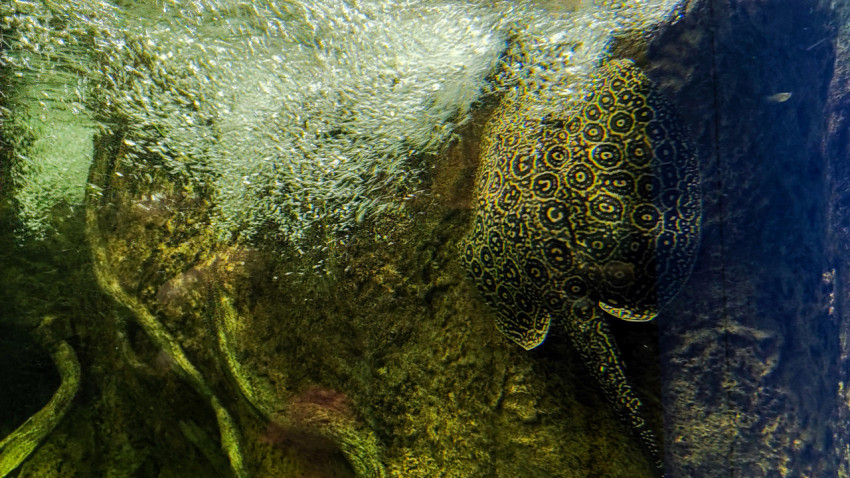 Морской скат у каменистой стены аквариума