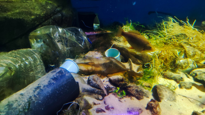 Рыбы среди пластиковых бутылок и мусора в пресноводной экспозиции