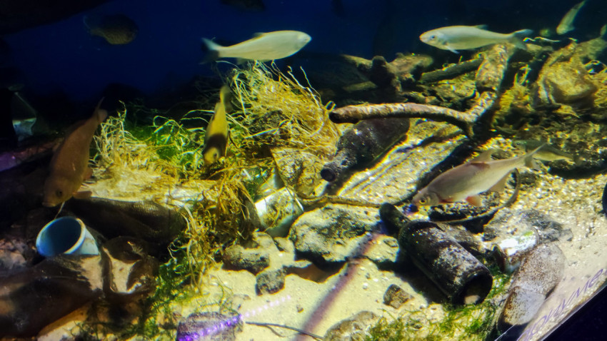 Пресноводные рыбы у техногенных объектов и коряг в аквариуме