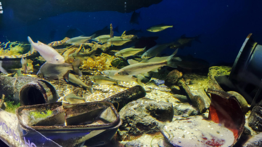 Стая рыб возле металлических труб и пластиковых емкостей на дне аквариума