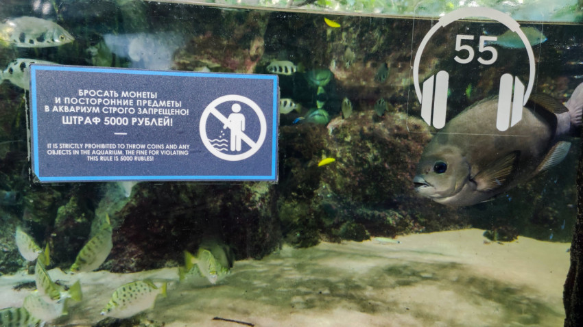 Табличка о запрете бросать предметы и тропические рыбы за стеклом аквариума