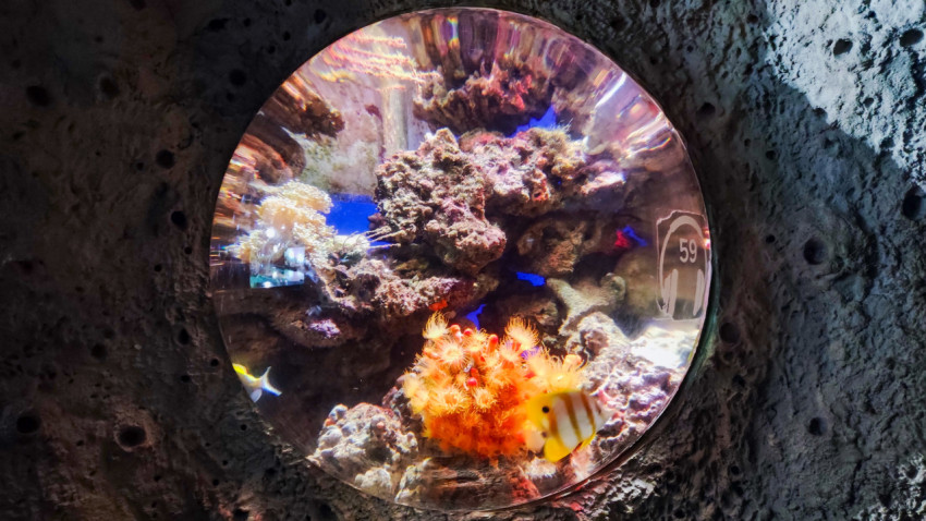 Круглое окно аквариума с коралловой экспозицией