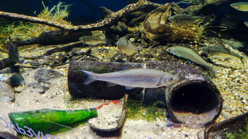 Рыбы у ржавой трубы и стеклянного мусора