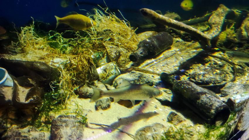 Рыбы среди подводного мусора