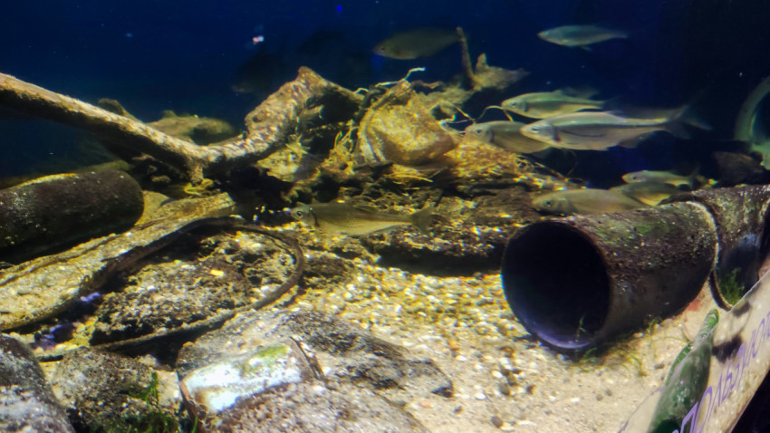 Рыбы на фоне донного мусора в аквариуме