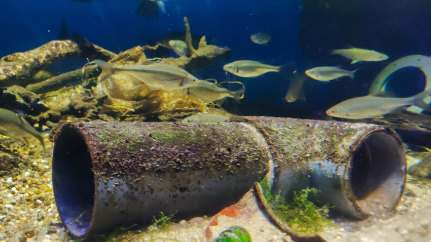 Рыбы возле подводных труб и стеклянных фрагментов