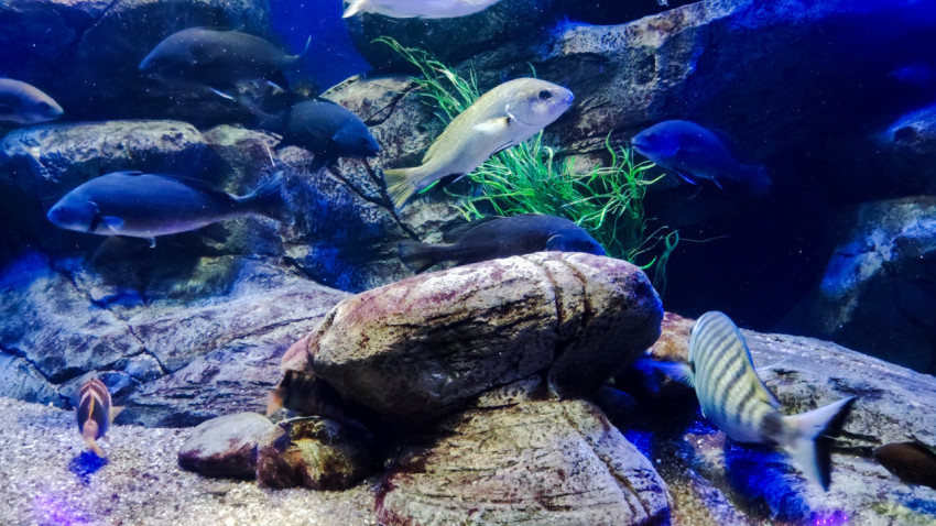 Рифовые рыбы среди камней и водорослей