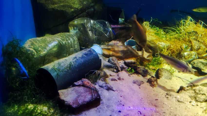 Рыбы плавают среди пластикового мусора в аквариуме